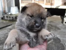 四国犬