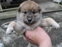 四国犬