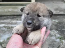 四国犬