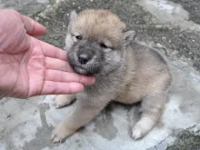 四国犬
