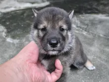 四国犬