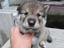 四国犬