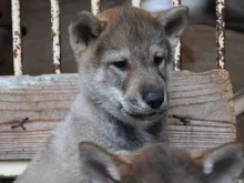 四国犬