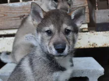四国犬
