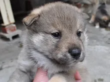 四国犬