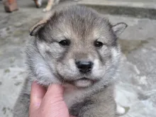 四国犬