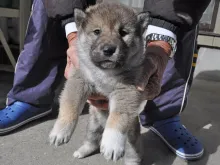 四国犬