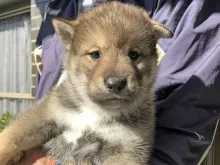 四国犬