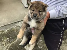 四国犬