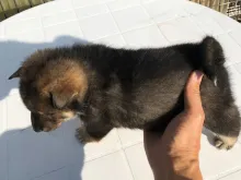 四国犬