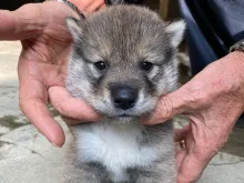 四国犬