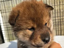 四国犬