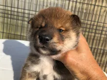 四国犬
