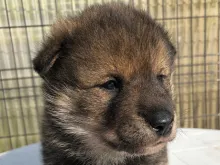 四国犬
