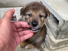 四国犬