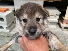 四国犬