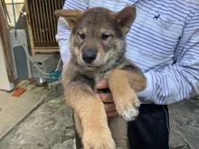 四国犬