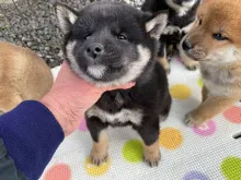 柴犬