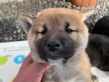 柴犬