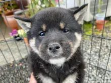 柴犬