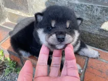柴犬
