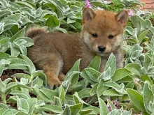 柴犬