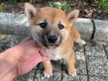 柴犬