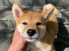 柴犬