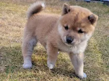 柴犬