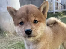 柴犬