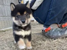 柴犬