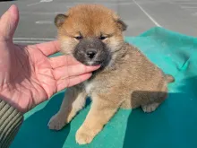 柴犬
