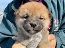柴犬