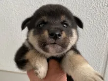 柴犬
