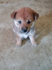 柴犬