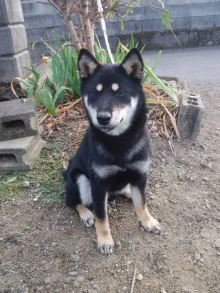 柴犬