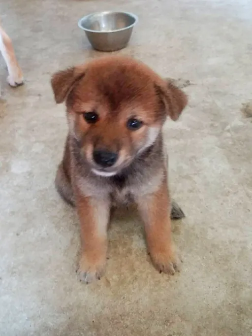 格安犬と里親募集の子犬販売 画像1