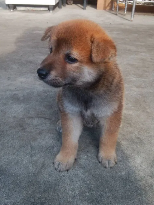 格安犬と里親募集の子犬販売 画像1