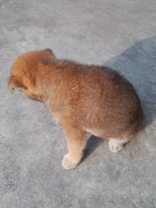 格安犬と里親募集の子犬販売 画像1