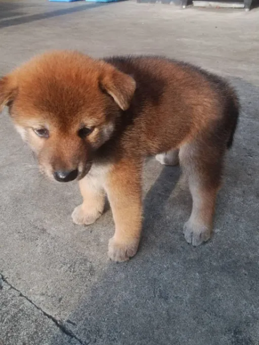 格安犬と里親募集の子犬販売 画像1