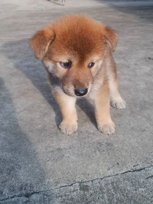 格安犬と里親募集の子犬販売 画像1