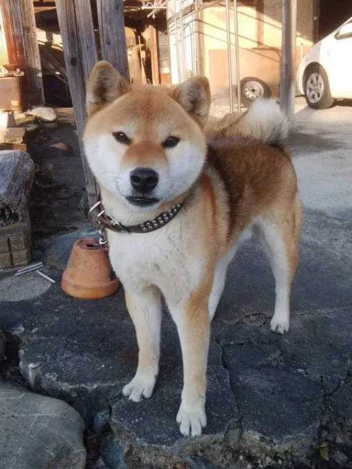 格安犬と里親募集の子犬販売 画像1