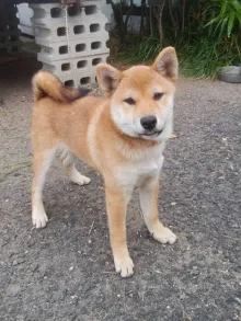 柴犬