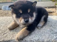 柴犬