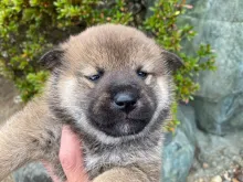 柴犬