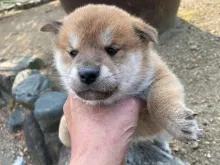 柴犬