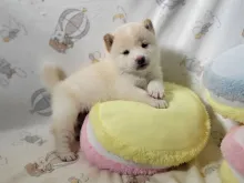 柴犬
