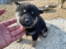 柴犬