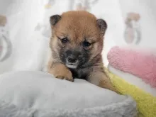 柴犬