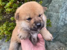 柴犬
